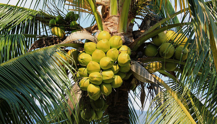 Coconuts on Tree