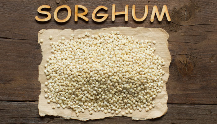 Sorghum Millet